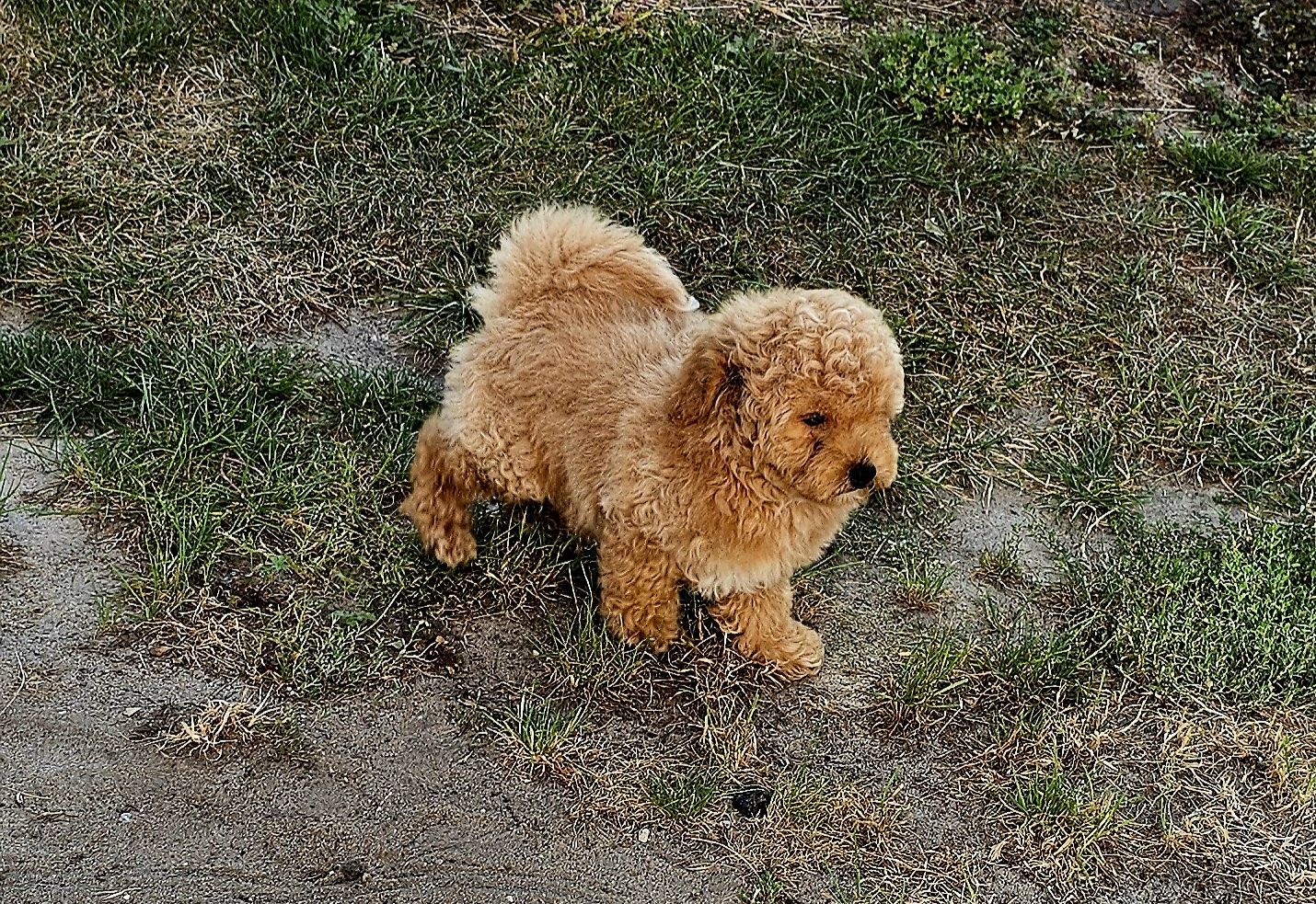 Bichpoo piesek f1 nie maltipoo