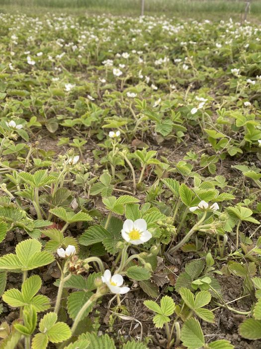 Суниця грунтопокрівна ремонтантна полуниця