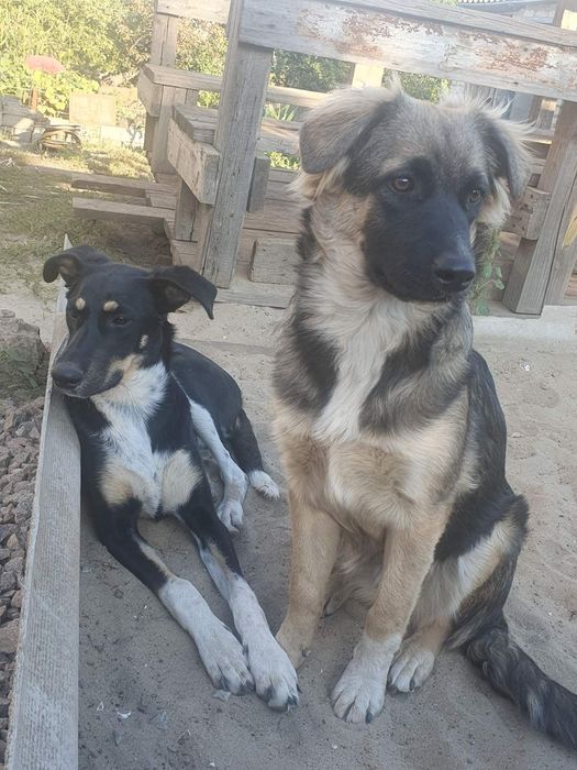 Стерилизованные и вакцинированые щенки, ждут свою семью.