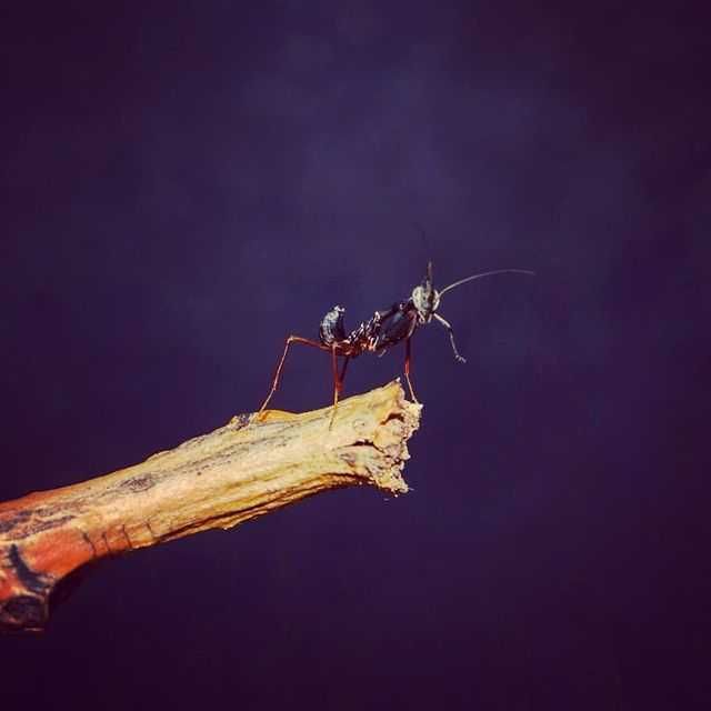 Modliszka Liściogłowa/Phyllocarnia Paradoxa/Ghost Mantis L2-L3