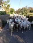 Vende-se cabras leiteiras