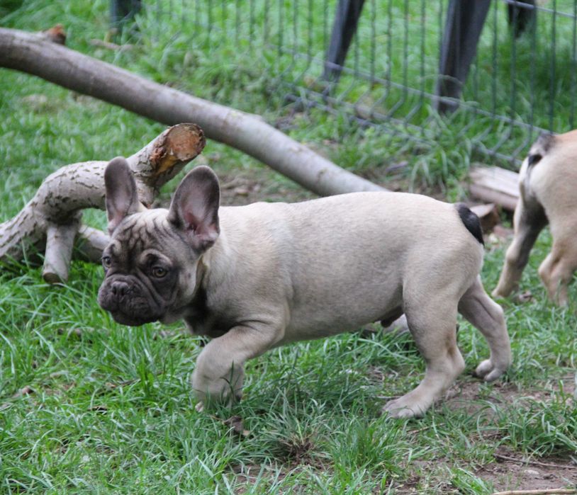 Buldog Francuski  chłopak z genem Fluffy