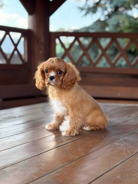 Cavalier king charles spaniel chłopiec