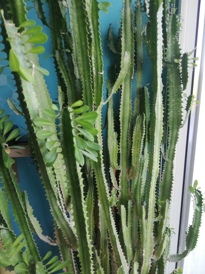 Wilczomlecz (Euphorbia lactea) 2m