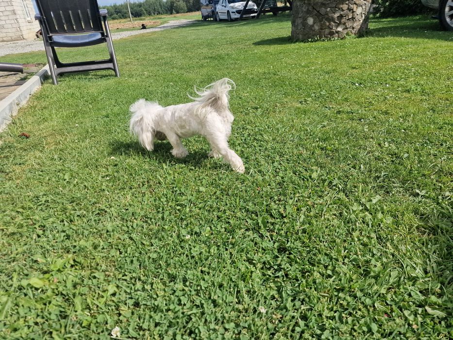 Sunia maltanczyk 2kg mini xss odchowana