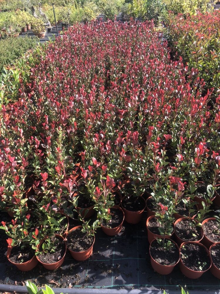 Photinia Red Robin - para sebes