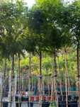 Robinia akacjowa UMBRACULIFERA Pa200