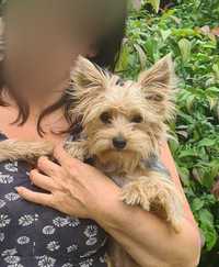 Yorkshire Terrier - gotowy do odbioru