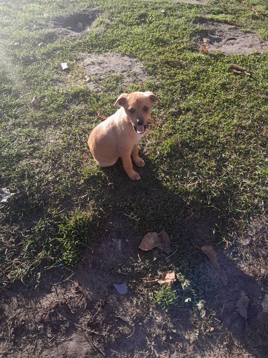 Oddam w dobre. ręce