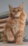 Mainecoon  kocur rudy