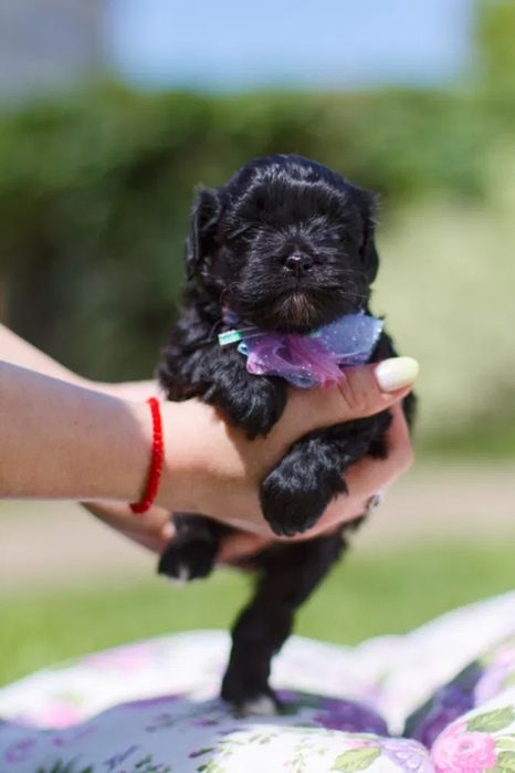 Вакцинований чорний Мальтипу/maltipoo собака, болонка мальтипу Йоркипу