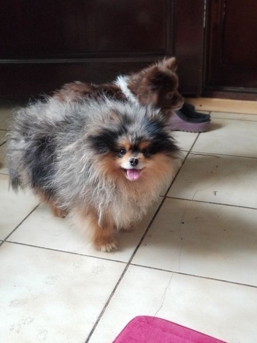 Вязка!Померанский шпиц мальчик