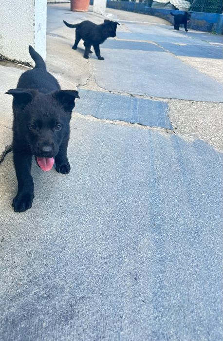 Cachorra fêmea pastora alemã 2 meses