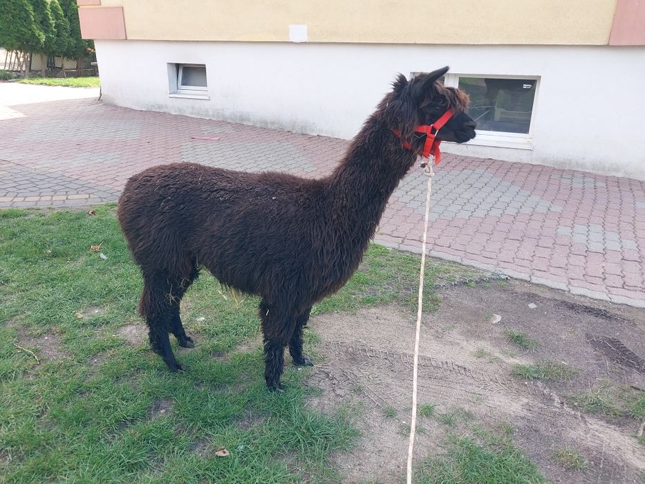 Alpaka chodząca na spacery