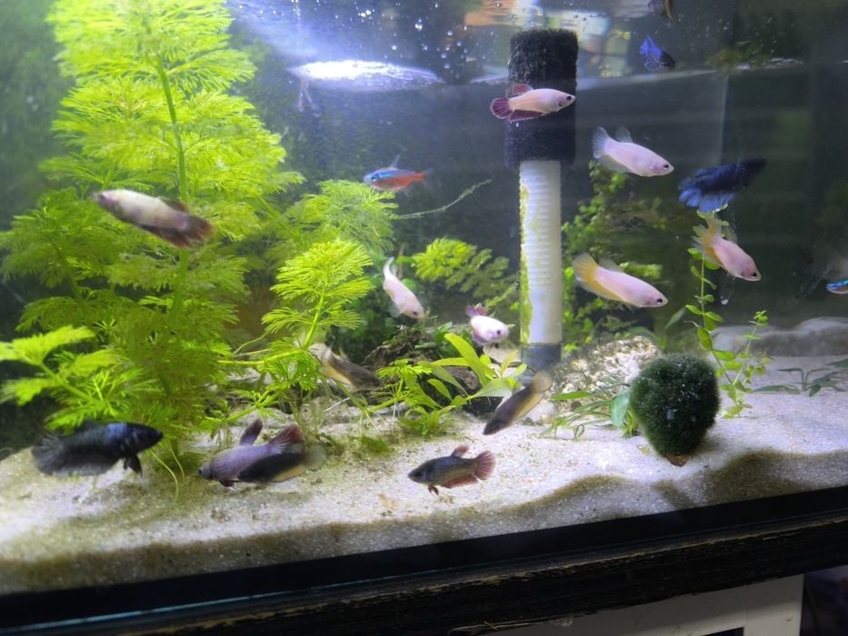 Bettas juvenis  criação propria