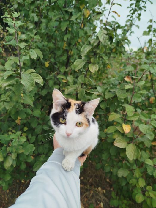 Кошеня дівчинка 2,5 місяці