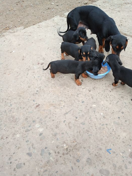 Продам щенят такси