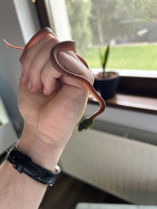 Wąż Boiga cyanea parka cb24