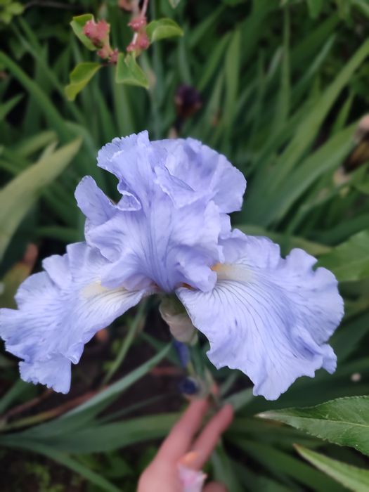 Іриси різних кольорів