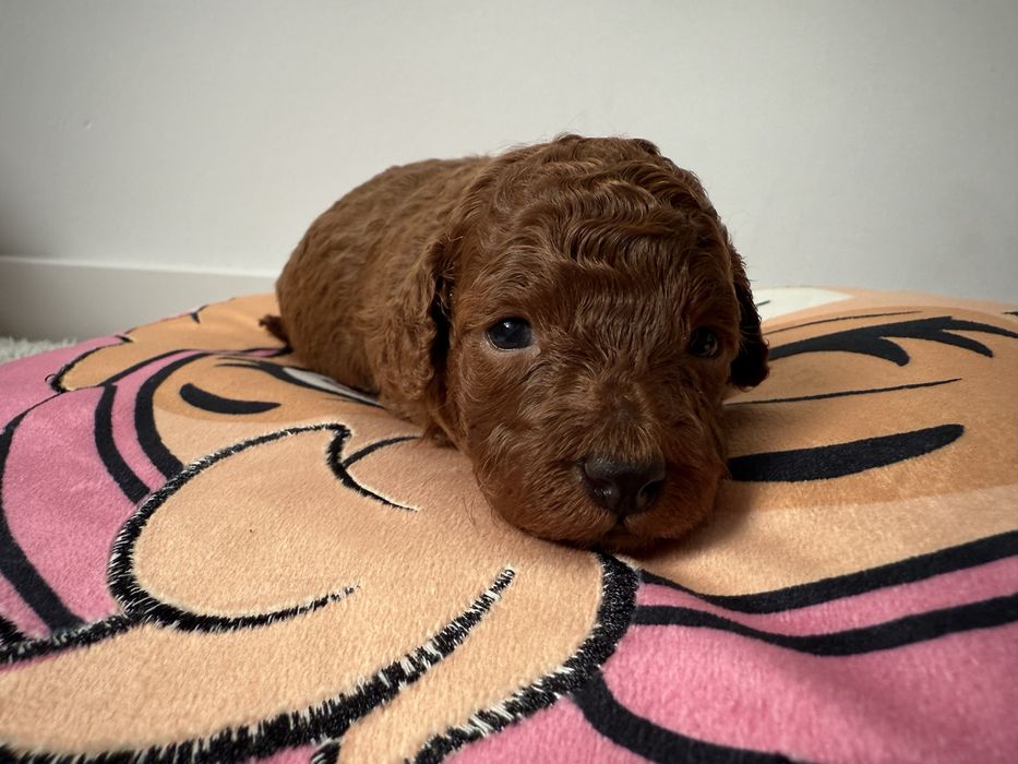 Pudel Toy Red Brown po małych rodzicach