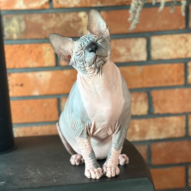 Kocurek Gymni Gata*PL sphynx sfinks kanadyjski kociak