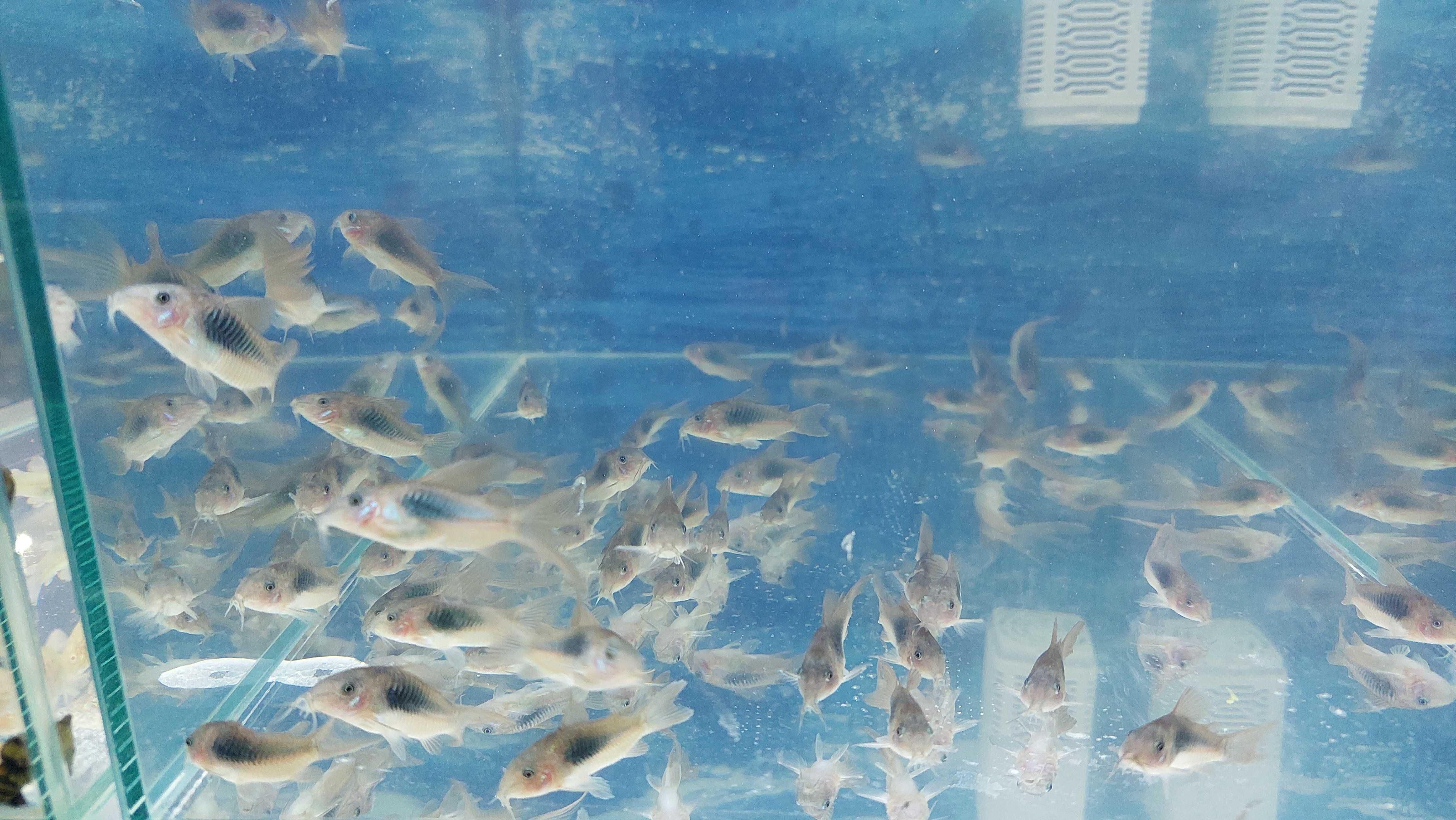 Kirysek spiżowy (Corydoras aeneus) WYSYŁKA AKWAWIN