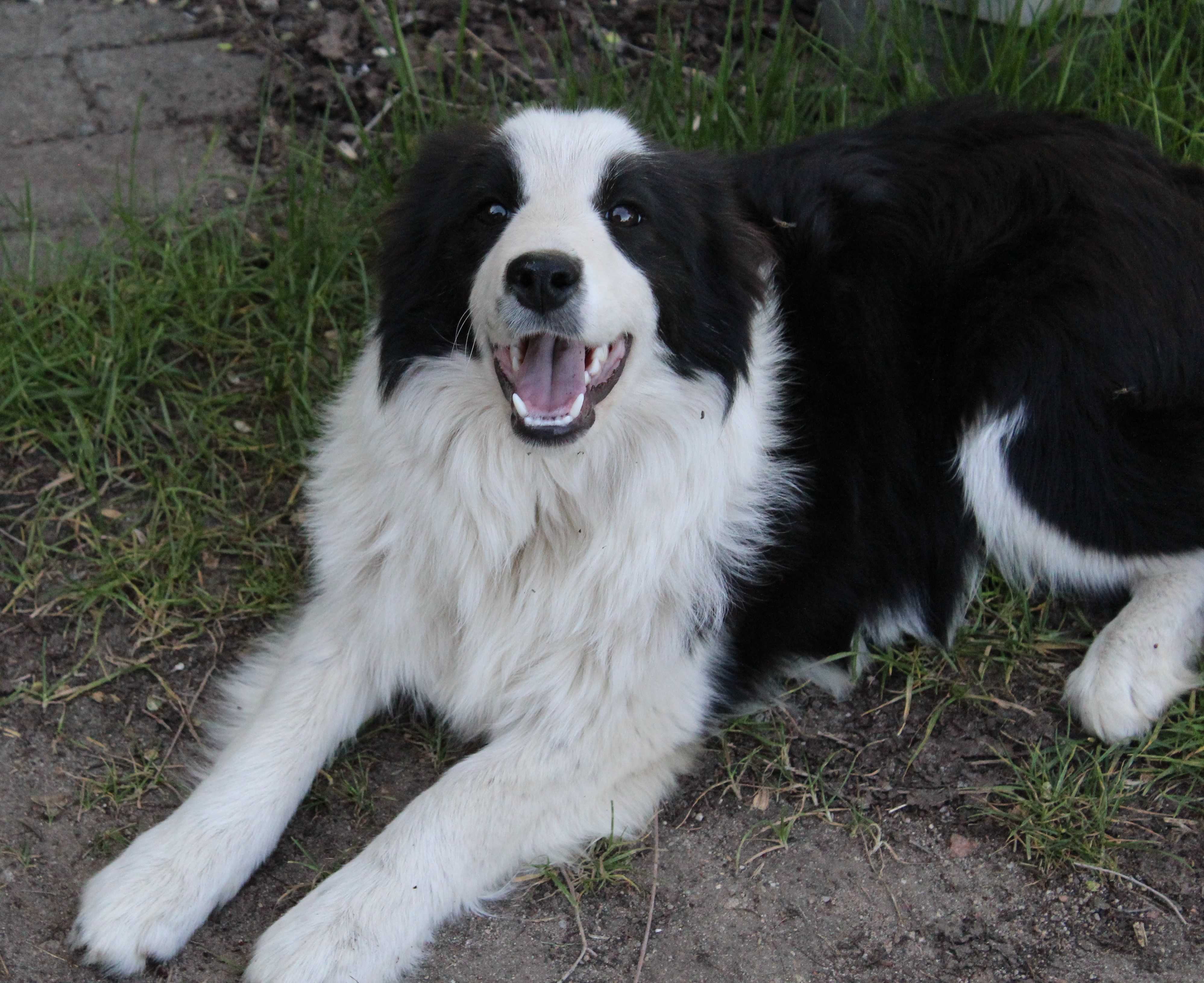 Piesek Border Collie ZKwP/FCI