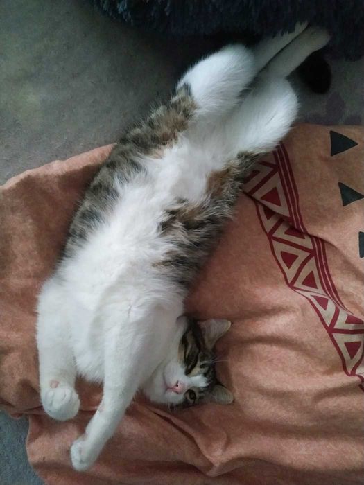 Котенок, мальчик в добрые заботливые руки. Бесплатно