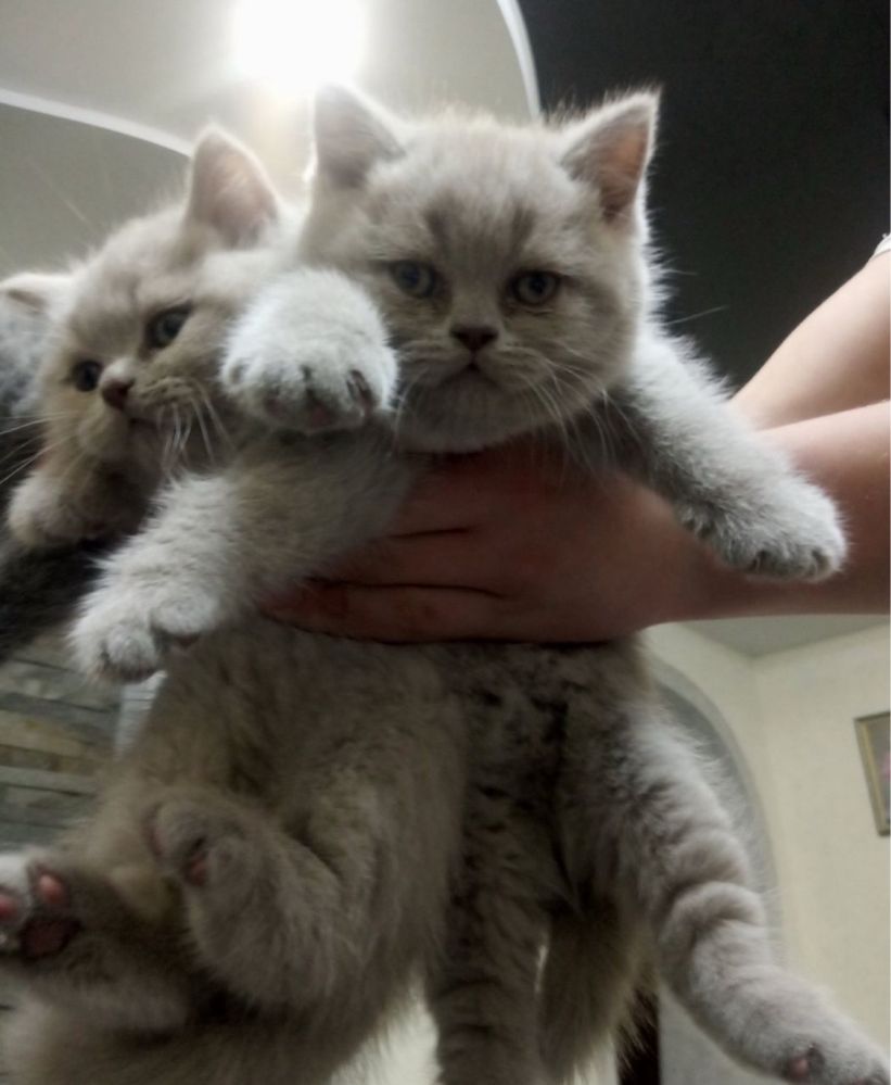 Британські котята