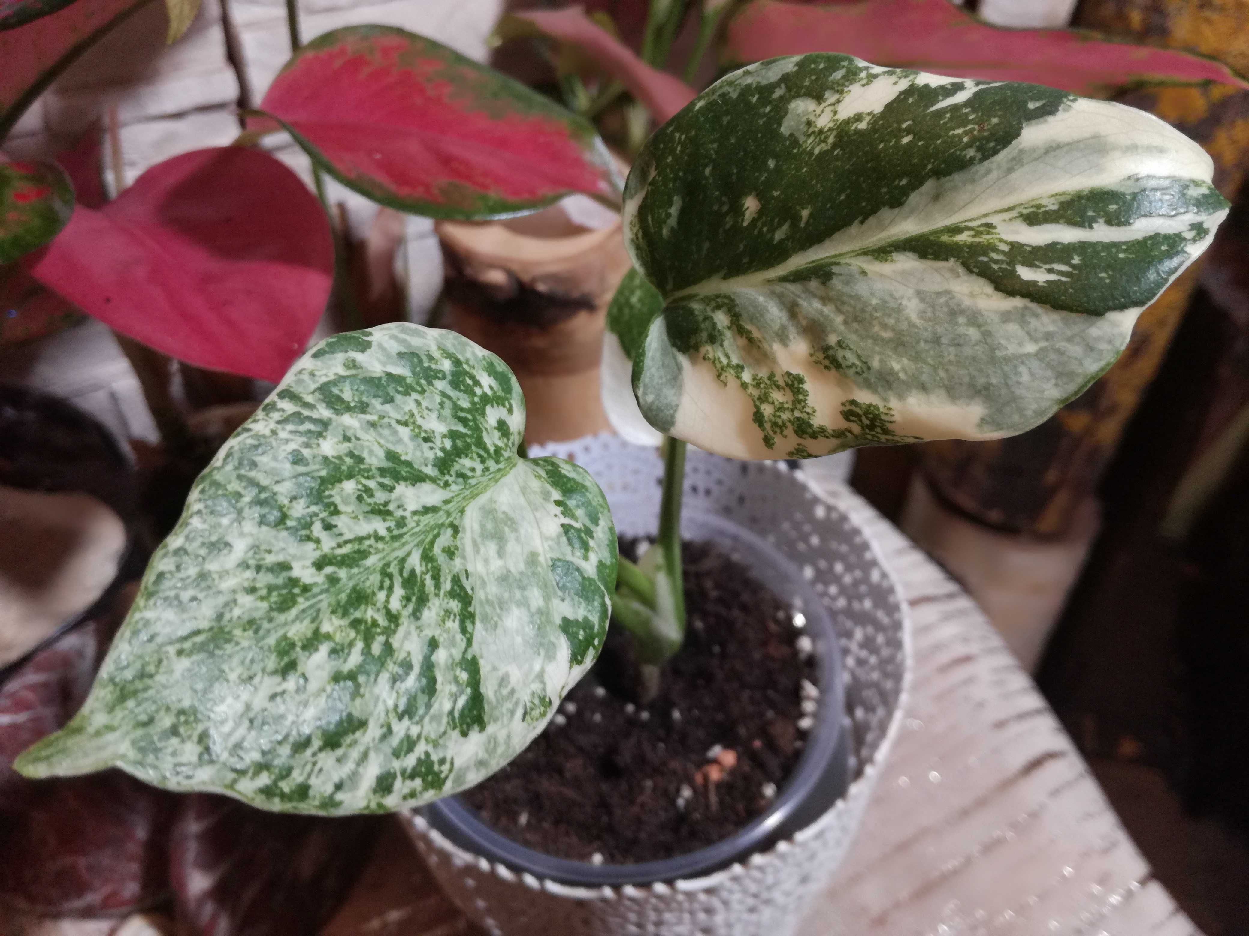 Monstera INTERNATION. Thai Constellation Crème Brûlée' Variegat PIĘKNA