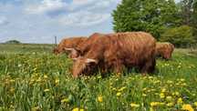 Byk Highland Cattle byczkii piękne zadbane