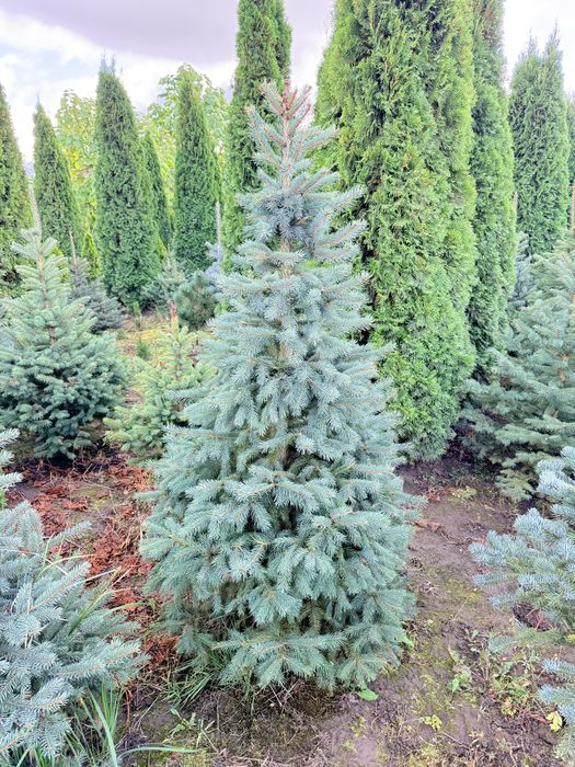 Ялинка блакитна, ауреаспіката, ялина голуба, штамбова сосна ялина