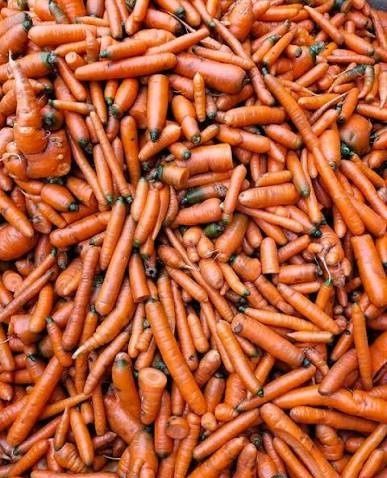 Marchew marchewka królik pasza