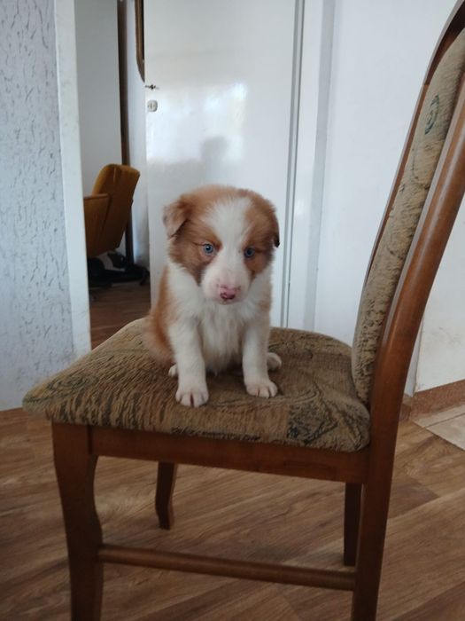 Szczeniak borde collie