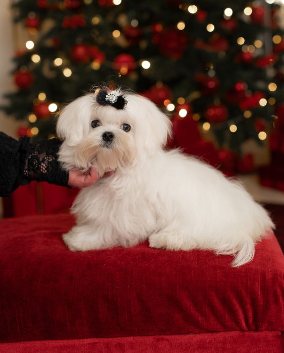 Міні хлопчик Мальтезе