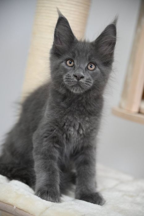 Maine coon Kocurek Harry