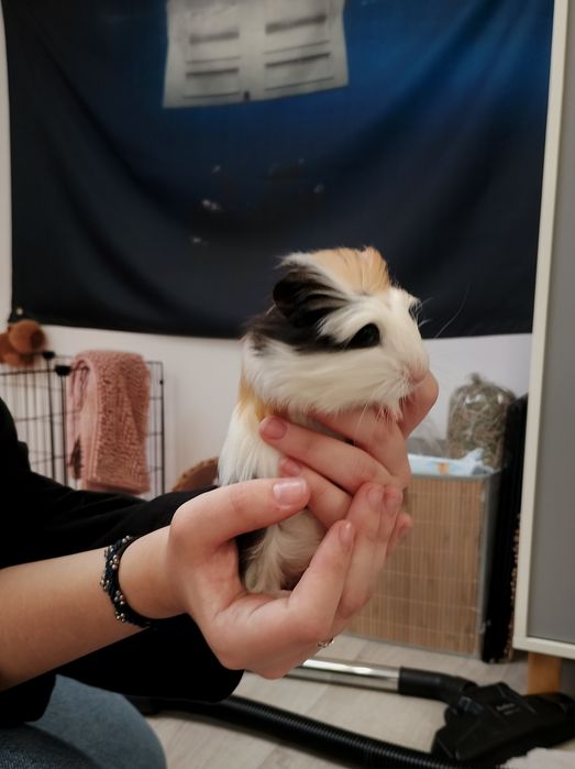 Świnka morska mała