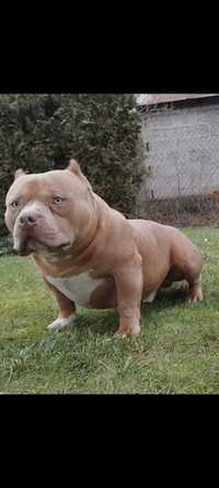 American Bully pies