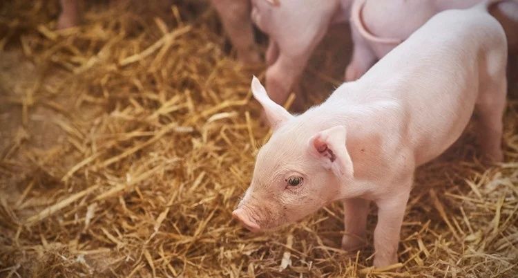 Prosięta białe zwisłouche