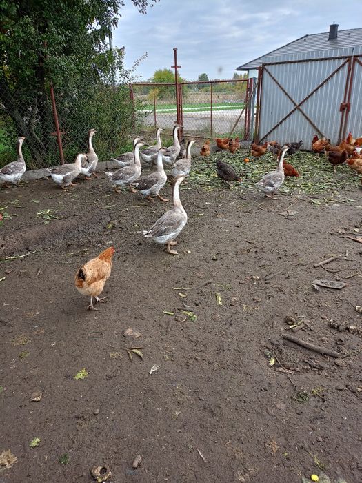 Sprzedam młode gęsi i młode kaczki