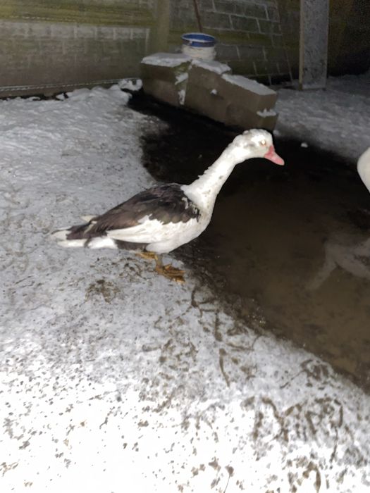 Kaczki kaczory francuskie