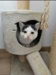Toska do adopcji