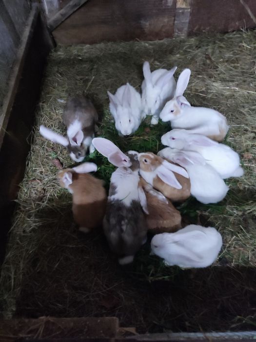 Sprzedam króliki samce samice