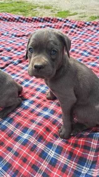 Cane Corso piesek błenkitny