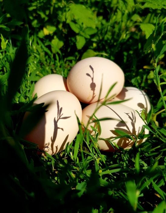 Jajka krem Świeże Smaczne 1b 1a jaja