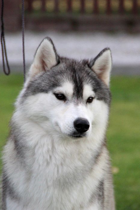 Szczenie piesek Siberian Husky,  samiec  odbiór grudzień  ZKwP/FCI