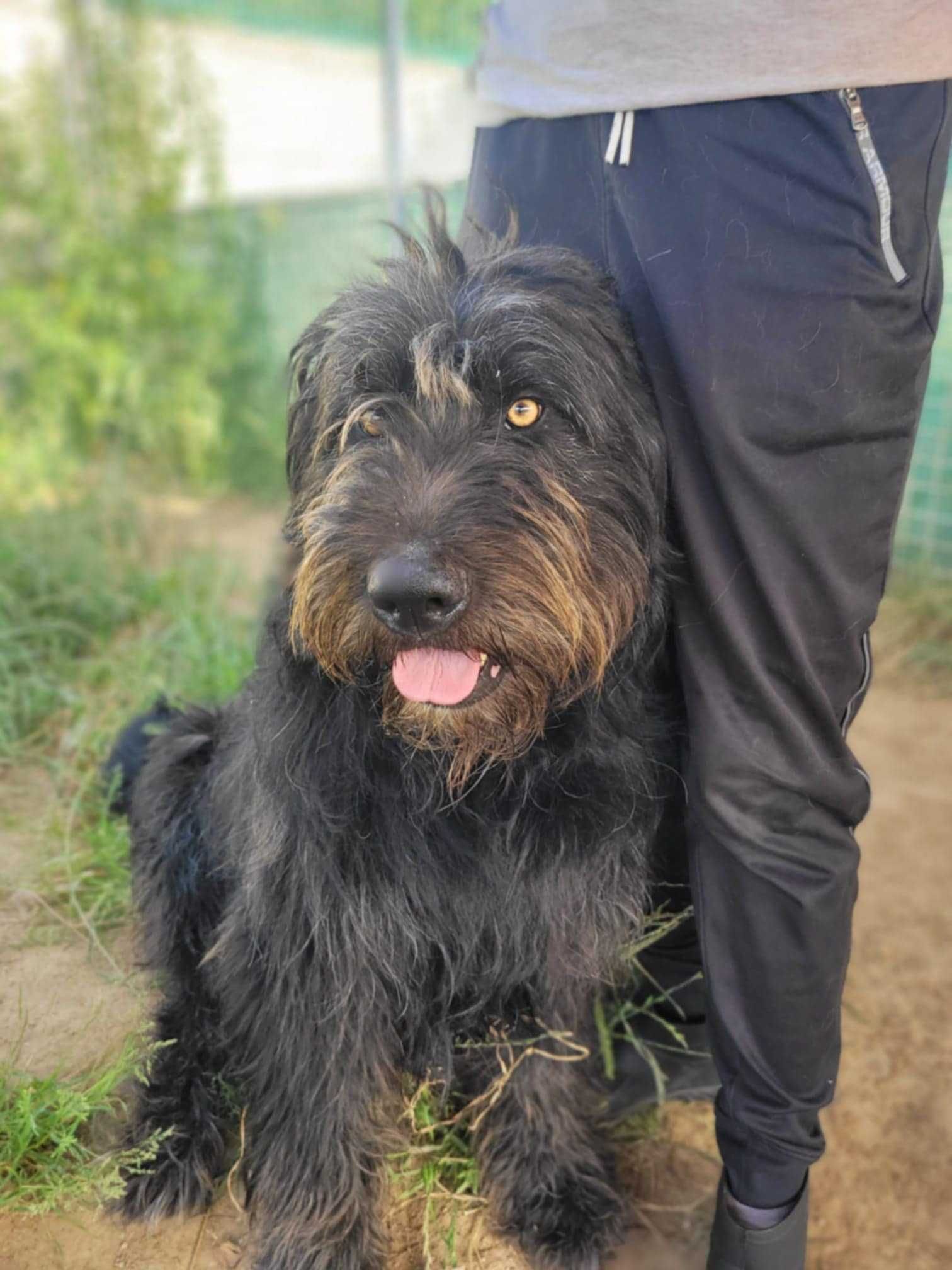 Przyjazny BRYTAN w typie owczarka briard szuka domu !!