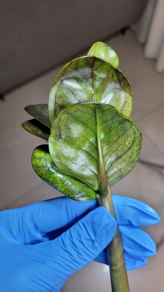 Zamioculcas  / Zamiokulkas Midori Black