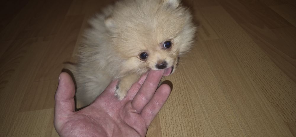 Szpic miniaturowy Pomeranian