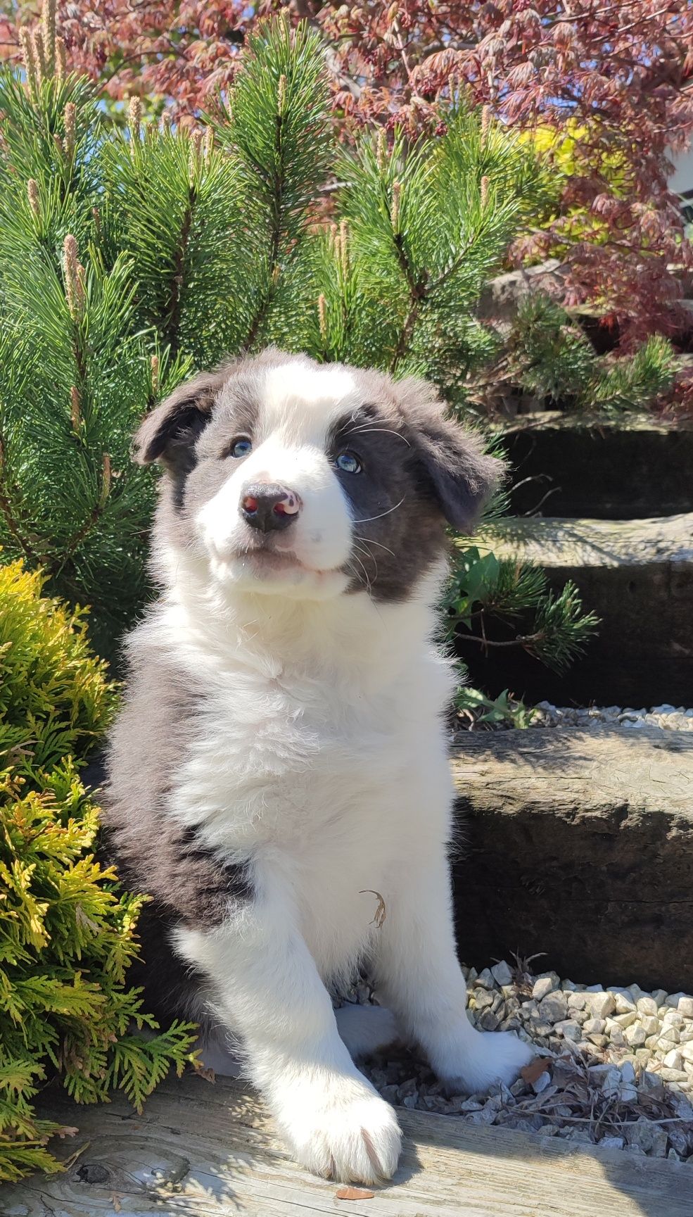 Border Collie NIEBIESKI